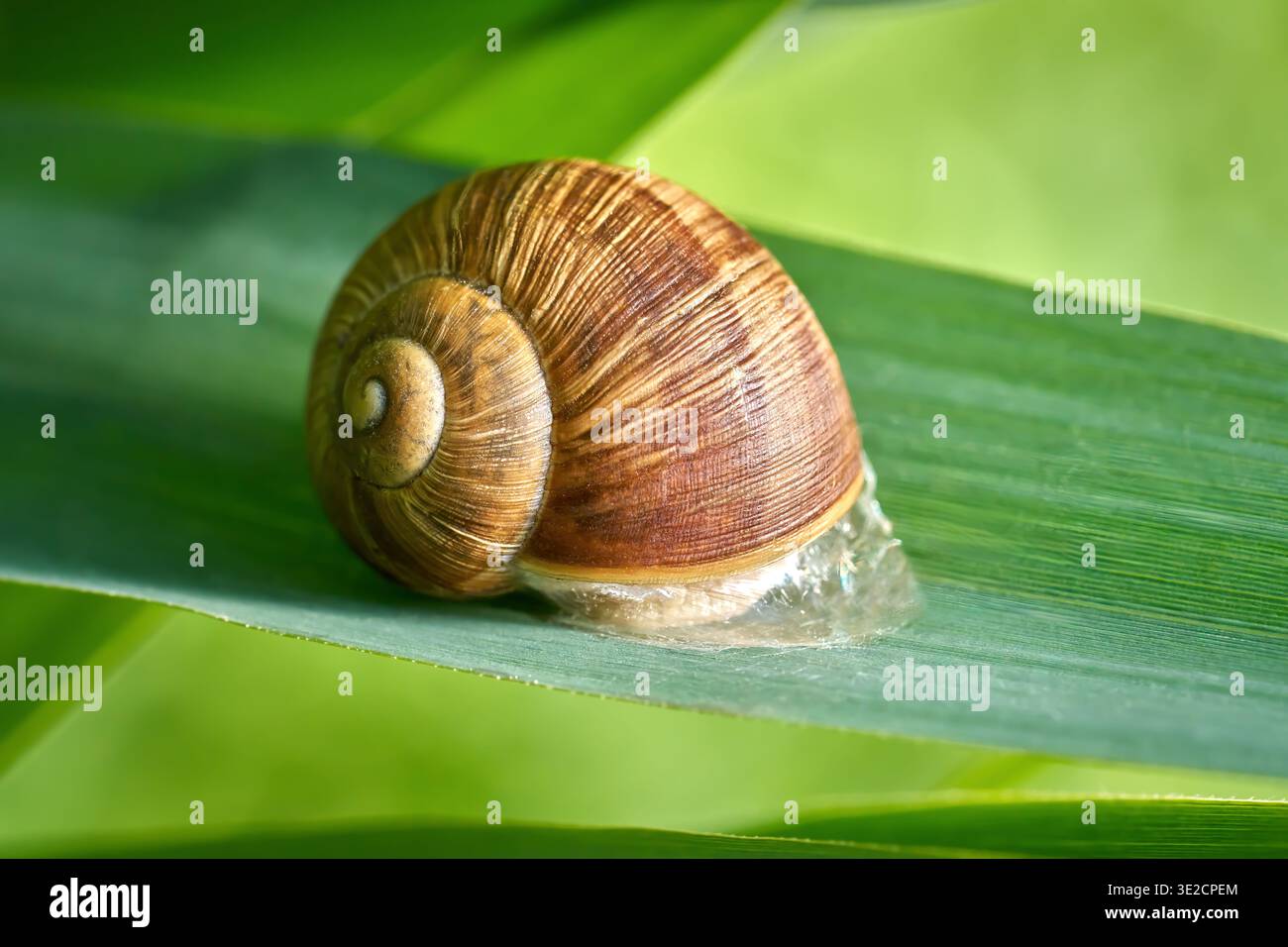 Römische Schnecke (Helix pomatia) auf einem grünen Blatt, in seine Schale zurückgezogen Stockfoto
