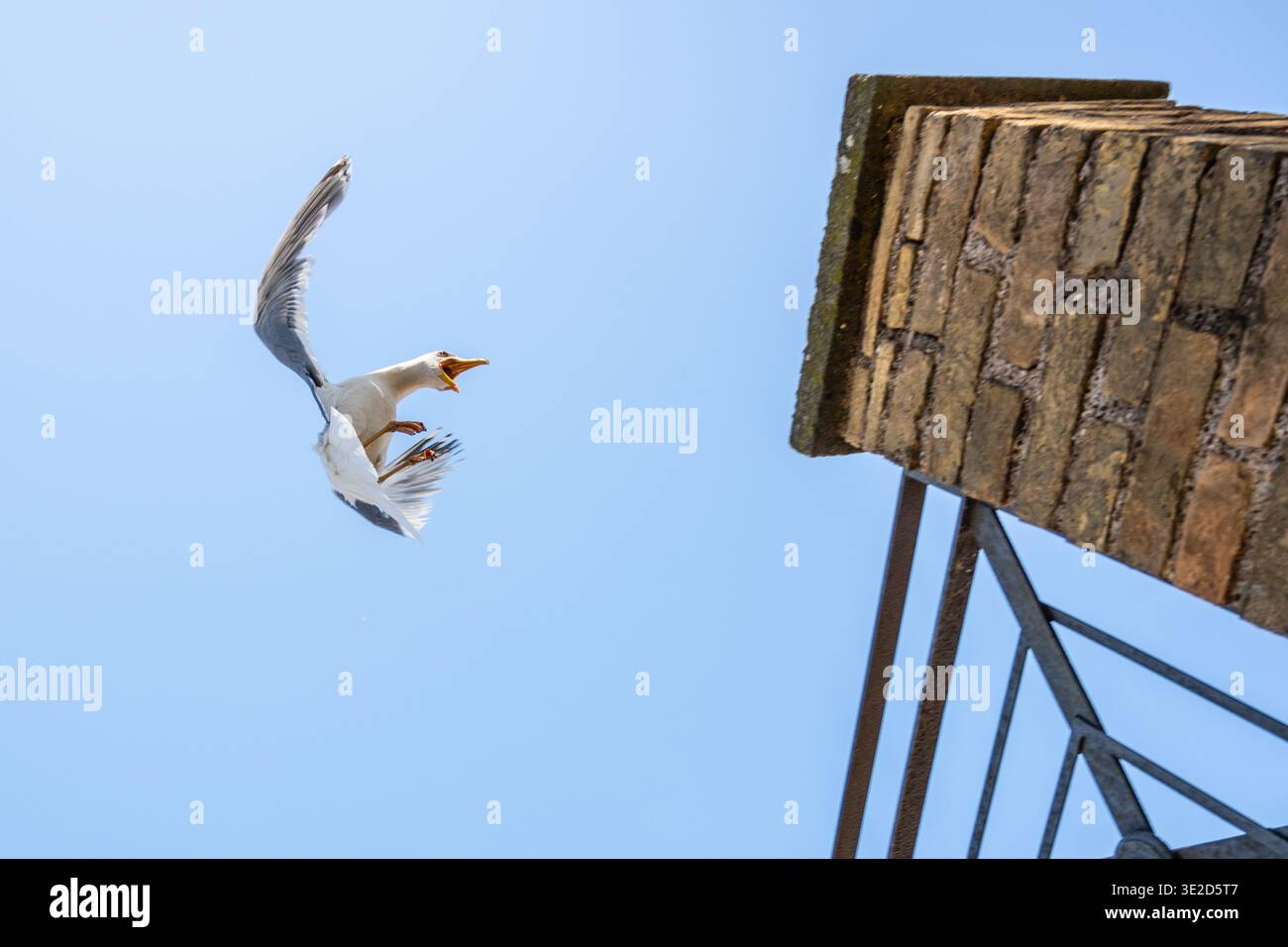 Eine Möwe landet in der Nähe eines hohen Steingebäudes. Der Himmel ist blau. Der Vogel wird ausgestreckt mit Flügeln und Füßen, bereit zur Landung. Es ist ein heller Tag mit klarem Wetter. Stockfoto