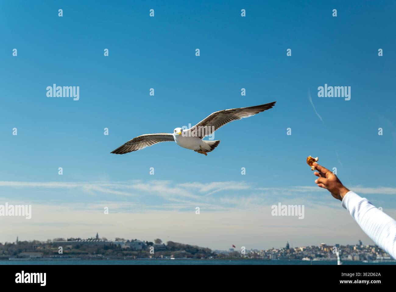 Die Möwe gleitet über eine entfernte Skyline des Ufers, während eine Hand im Vordergrund Speisen anbietet. Hellblauer Himmel und freier Raum sorgen für eine natürliche Reise Stockfoto