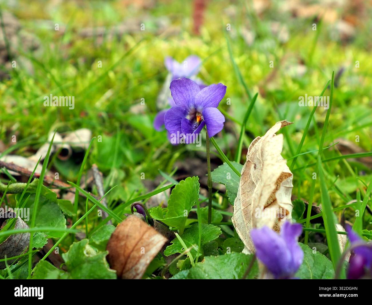 Eine Bratsche odorata, Holzviolett, englisches Violett oder Gartenviolett, die auf dem Boden zwischen gefallenen Blättern wächst. Bonn, Deutschland. März. Stockfoto