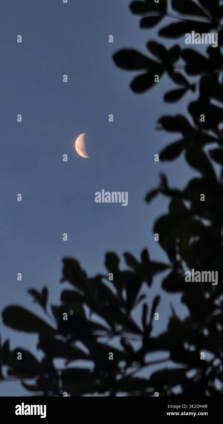 Mondsichel, der im Dämmerhimmel leuchtet, umrahmt von silhouetten Baumblättern. Stockfoto