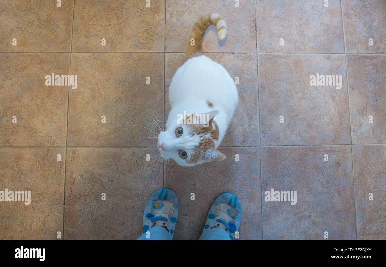 Eine Hochwinkelaufnahme, die auf eine weiße Katze mit Ingwermarkierungen auf Kopf und Schwanz herabblickt. Die Katze sitzt auf einem braunen Fliesenboden und schaut neugierig auf Stockfoto