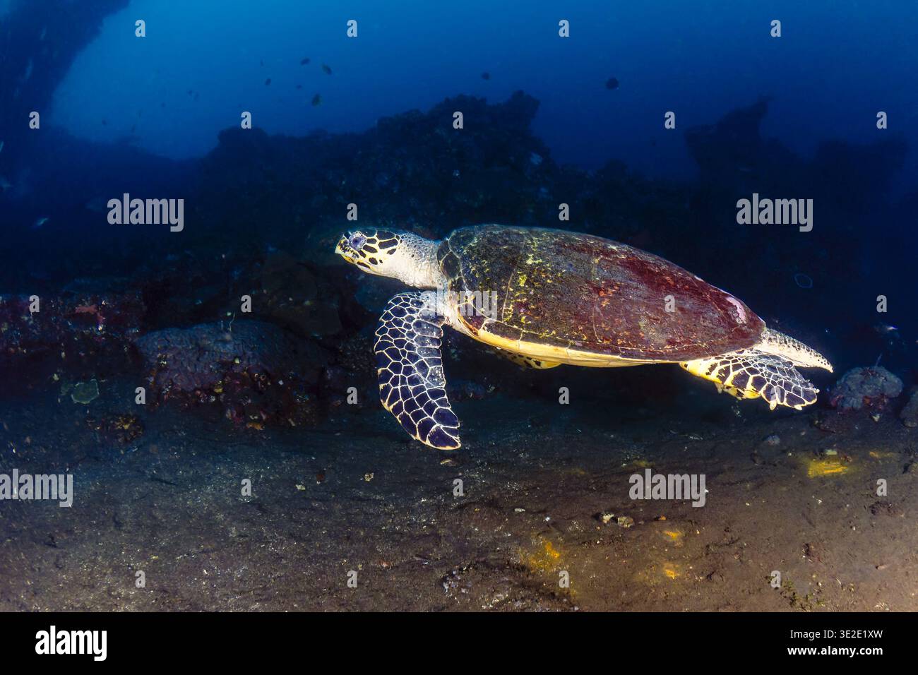 Karettschildkröte (Eretmochelys imbricata) schwimmt in der Nähe des USAT Liberty Wracks auf Bali Stockfoto