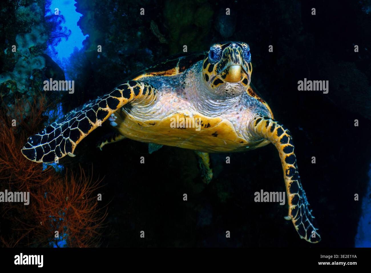 Majestätische Karettschildkrötenkamera in tropischen Gewässern von Tulamben Stockfoto