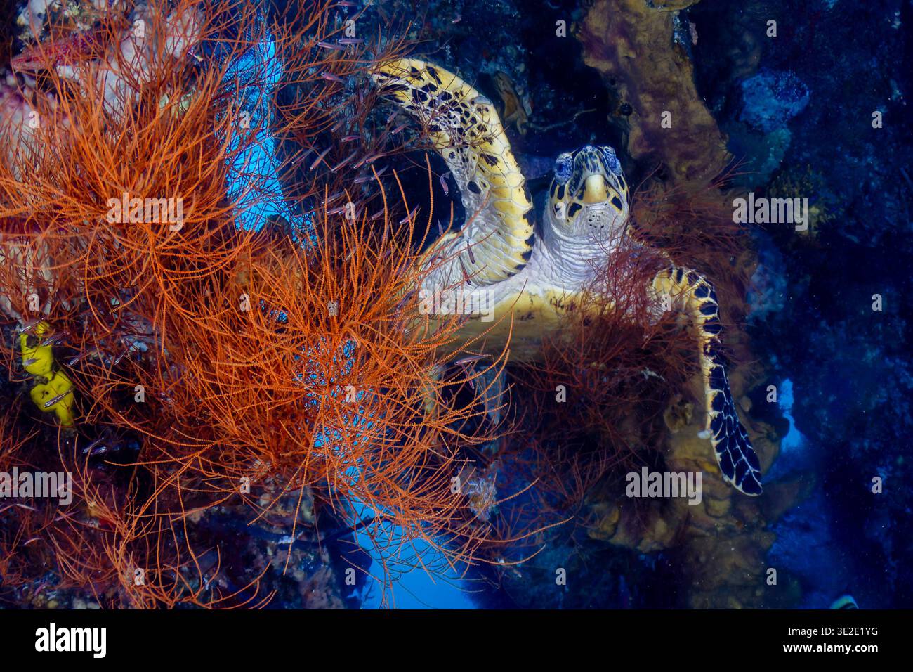 Karettschildkröte schwimmt im USAT Liberty Wrack auf Bali zwischen leuchtenden orangen Korallen Stockfoto