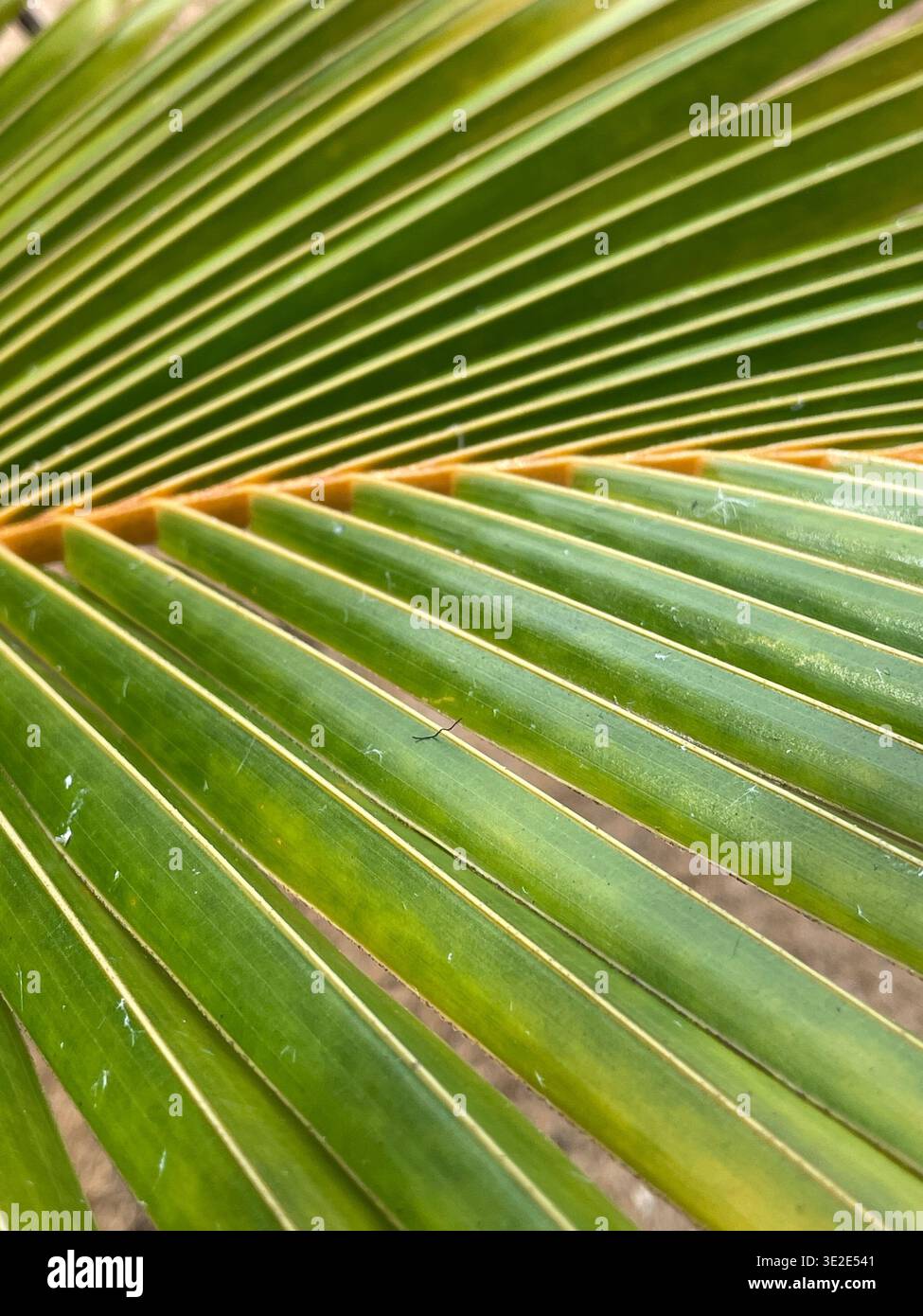 Detaillierte Nahaufnahme Des Lebendigen Palmblatts. Makrobild Mit Lebendiger Grüner Palme Mit Symmetrischen Adern Stockfoto