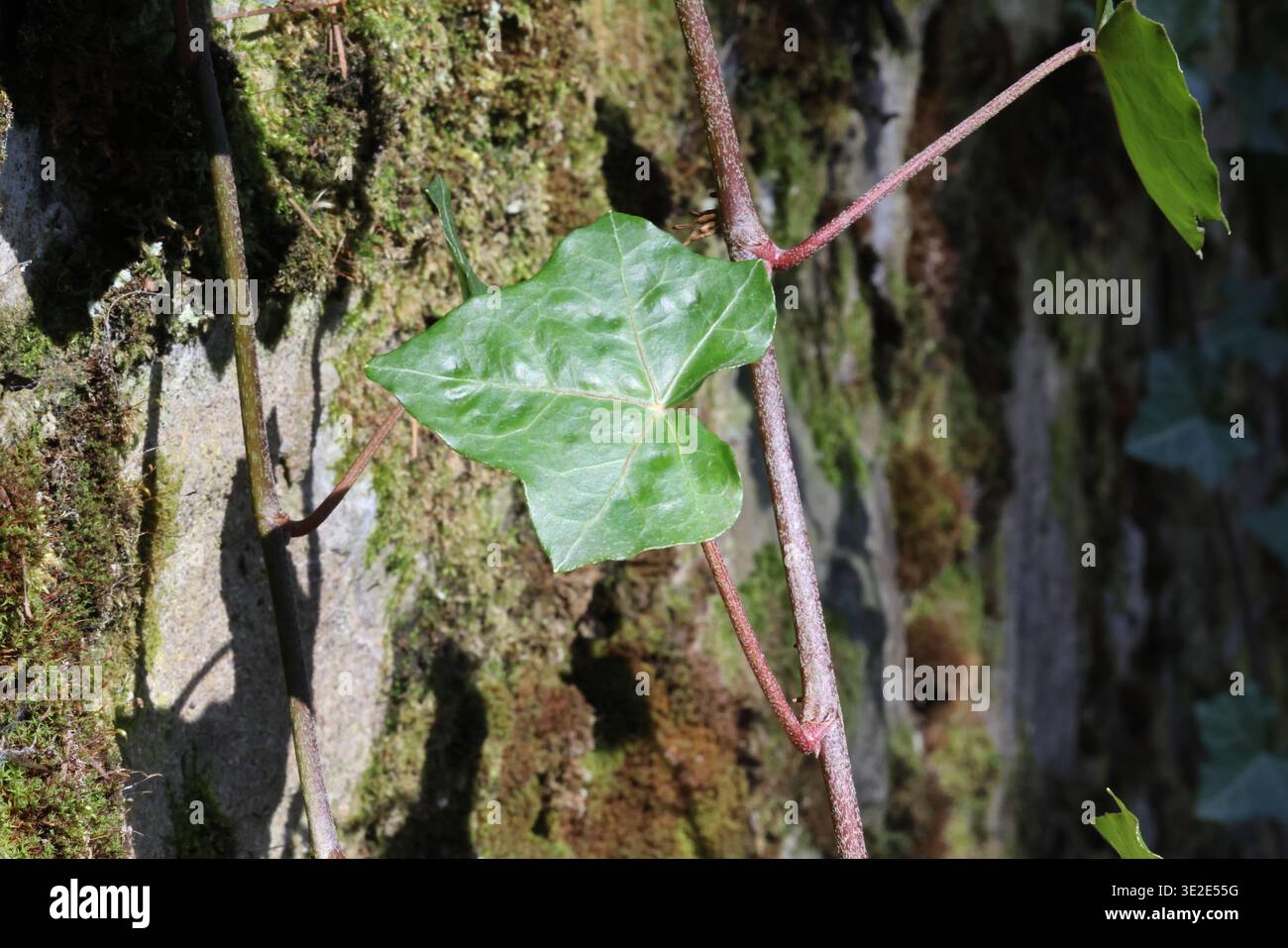 Makro aus Efeublättern, die auf einer moosbedeckten Steinwand wachsen und natürliche Texturen, organische Muster und sanftes Licht im Freien zeigen. Stockfoto