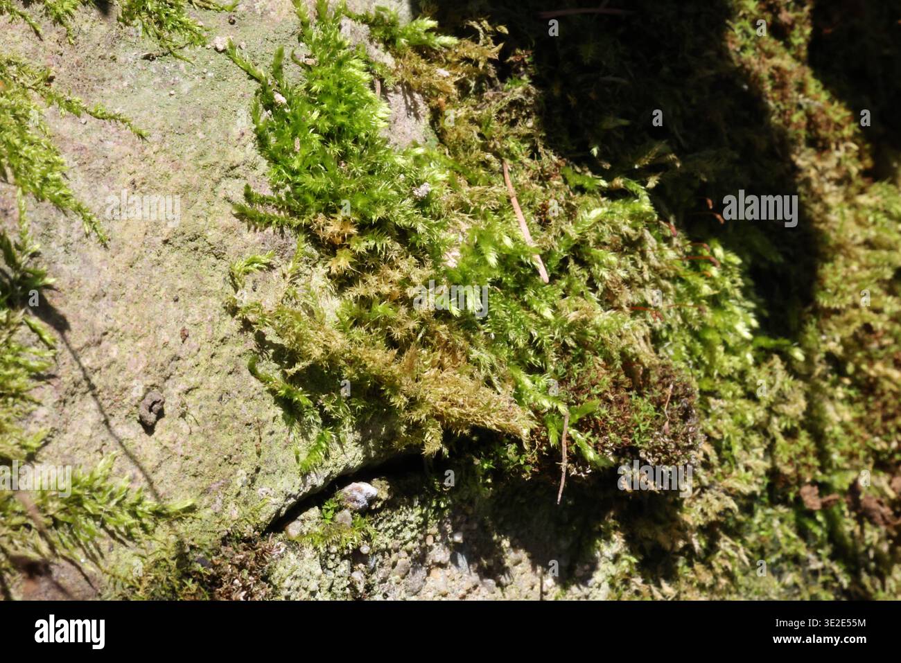 Makro aus Moos und kleinen Pflanzen, die auf einer rauen Steinoberfläche wachsen und natürliche Texturen, organische Struktur und Sonnenlicht im Freien zeigen. Stockfoto