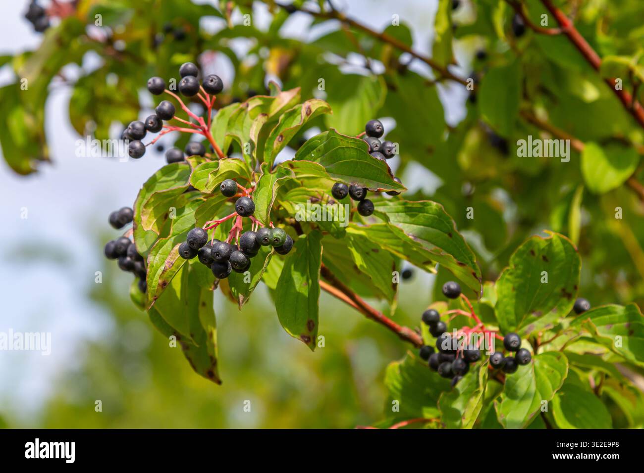 Cornus sanguinea ist eine mehrjährige Pflanze der Sodfamilie. Ein hoher Strauch mit kleinen Blumen und schwarzen, ungenießbaren Beeren. Der Turf-Brunnen wird als Schmuck angebaut Stockfoto