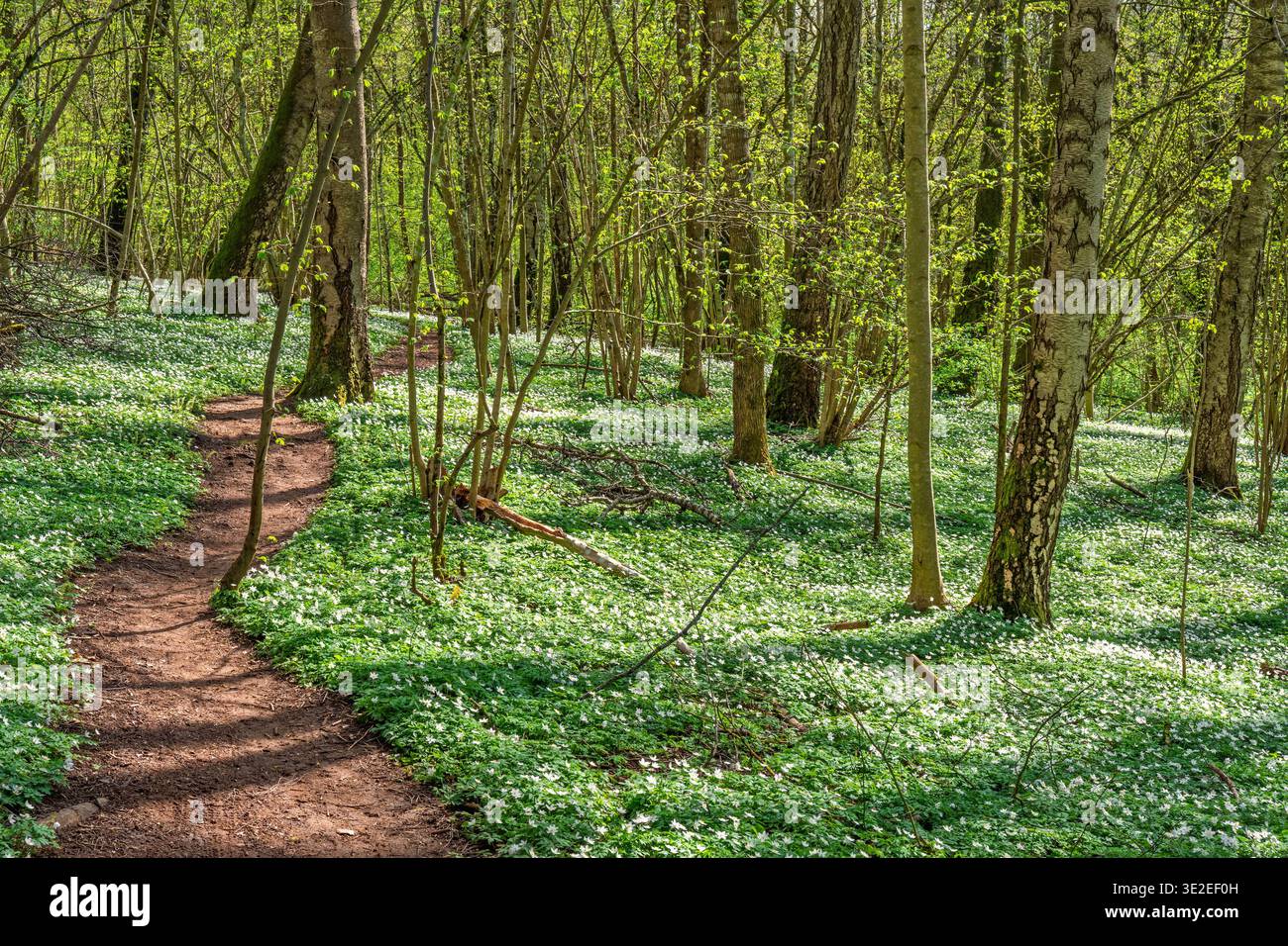 Wanderweg in einem blühenden Wald mit Frühlingsblumen in der Sonne Stockfoto