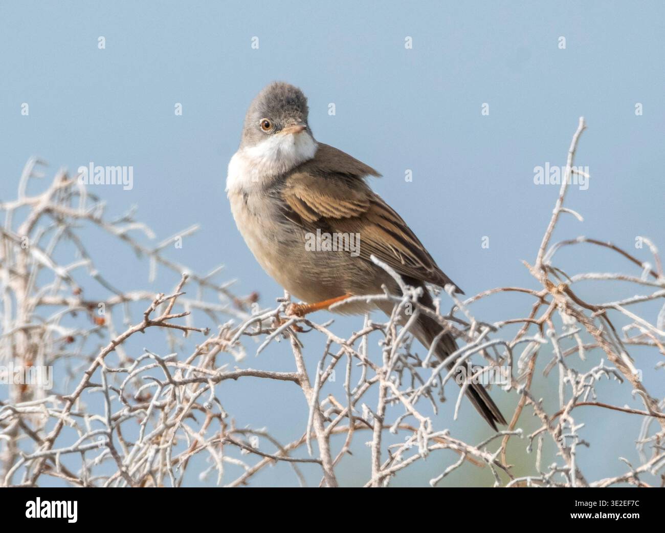 Greater Whitethroat (Curruca communis) Akrotiri, Zypern Stockfoto