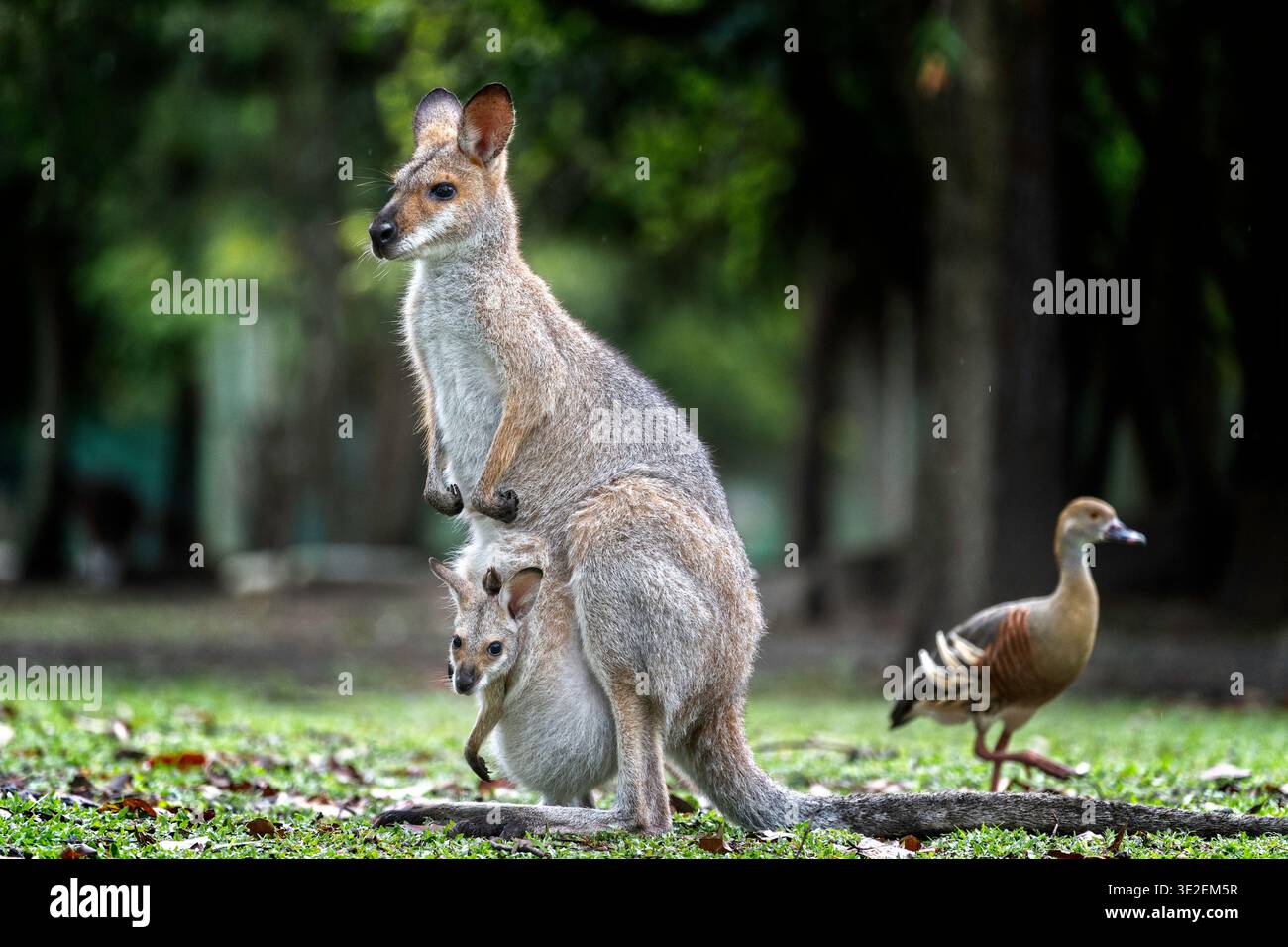 Rothalswallaby (Macropus rufogriseus) mit joeys Kopf aus dem Beutel herausragend Stockfoto