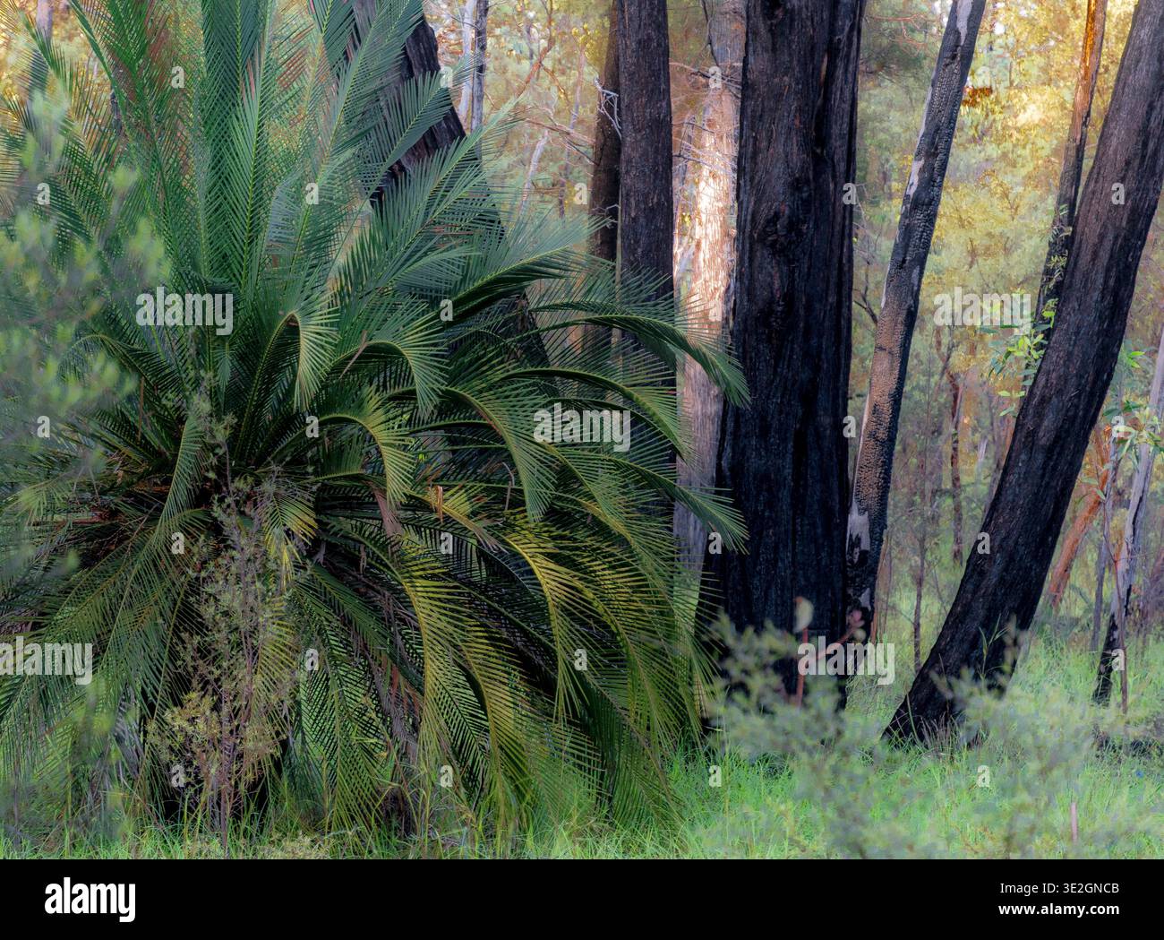 Dicht grüne Palmen und hohe Bäume sorgen für eine ruhige Regenwaldszene in Queensland, Australien. Stockfoto