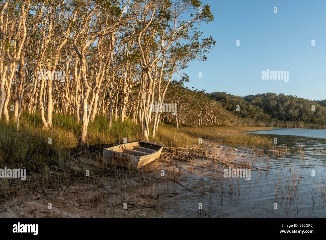 Ein einsames Ruderboot ruht entlang der grasbewachsenen Küste von Myall Lake, NSW, Australien, im warmen Sonnenuntergang. Stockfoto