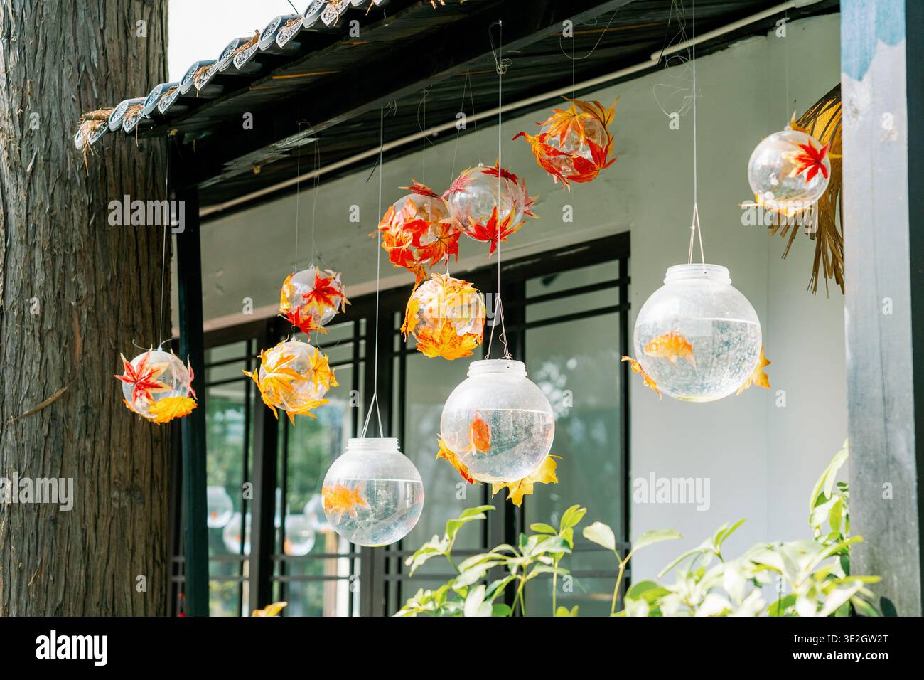 Goldfische in einer Hanging Bowl in einem Café Stockfoto