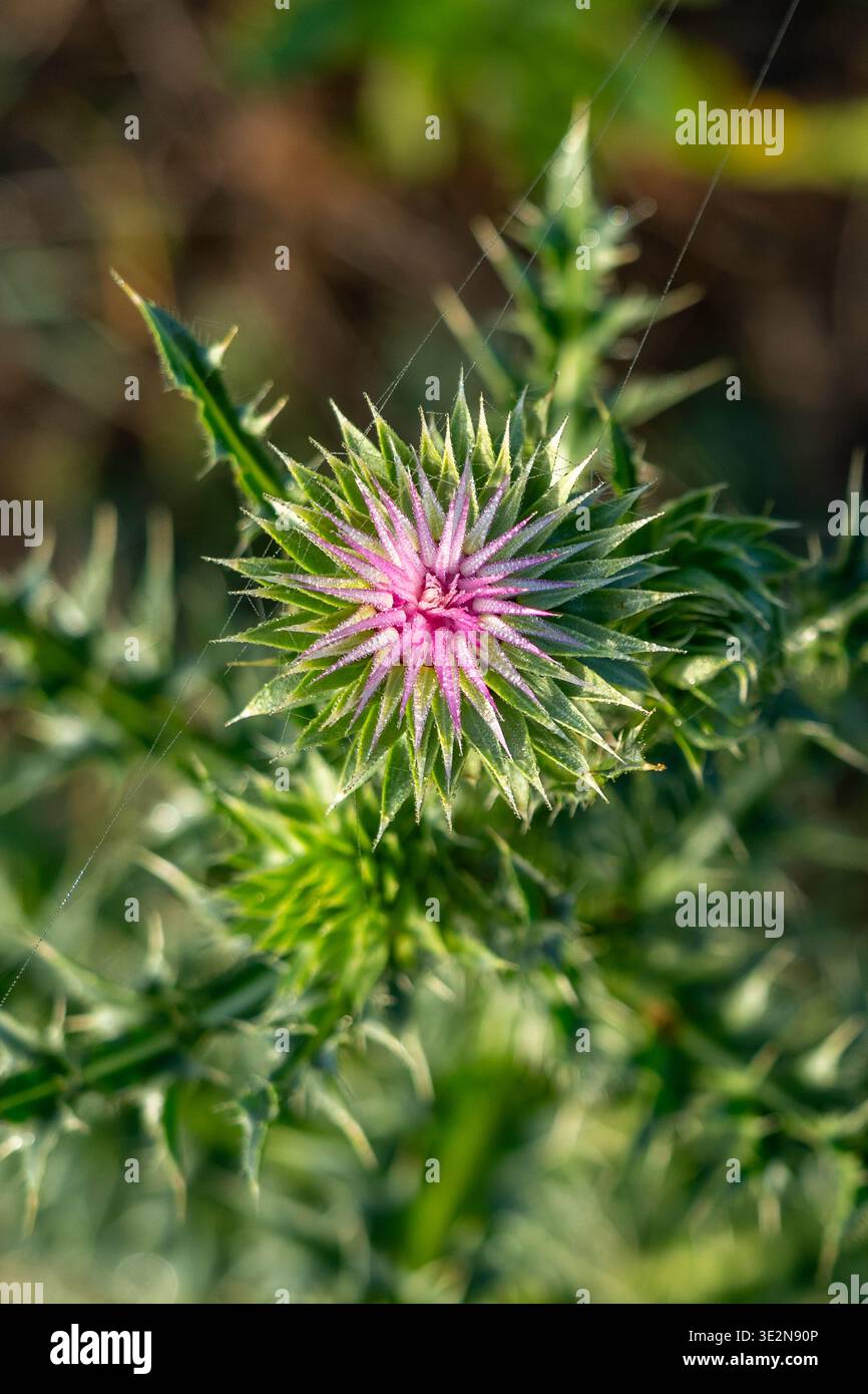 Musk Thistle (Carduus nutans) blüht auf Weideflächen in Kilkivan, Queensland Australien Stockfoto