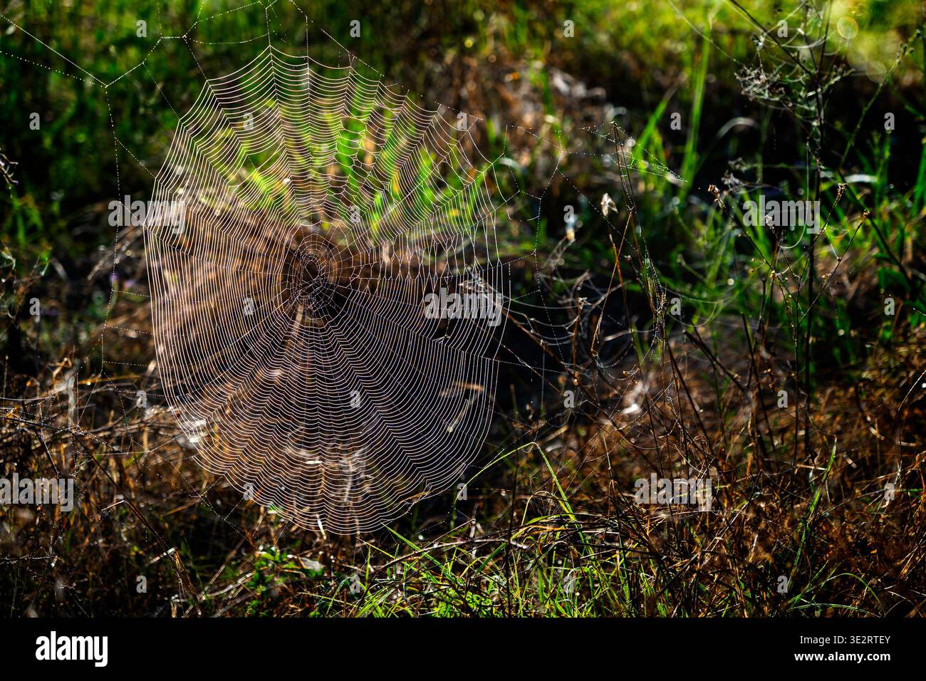 Spinnennetz bedeckt mit Morgentau. Stockfoto