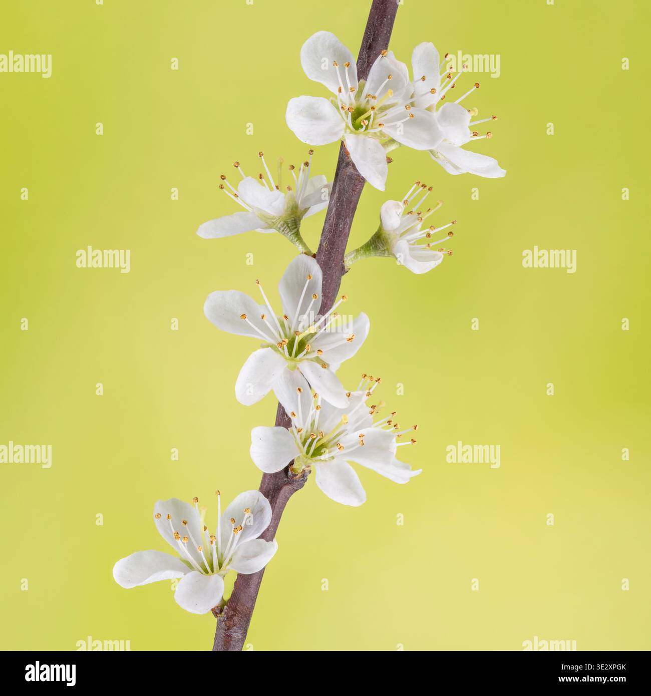 Eine Masse weißer Schwarzdornblumen, die im Frühling blühen, fotografiert auf gelbem Hintergrund Stockfoto