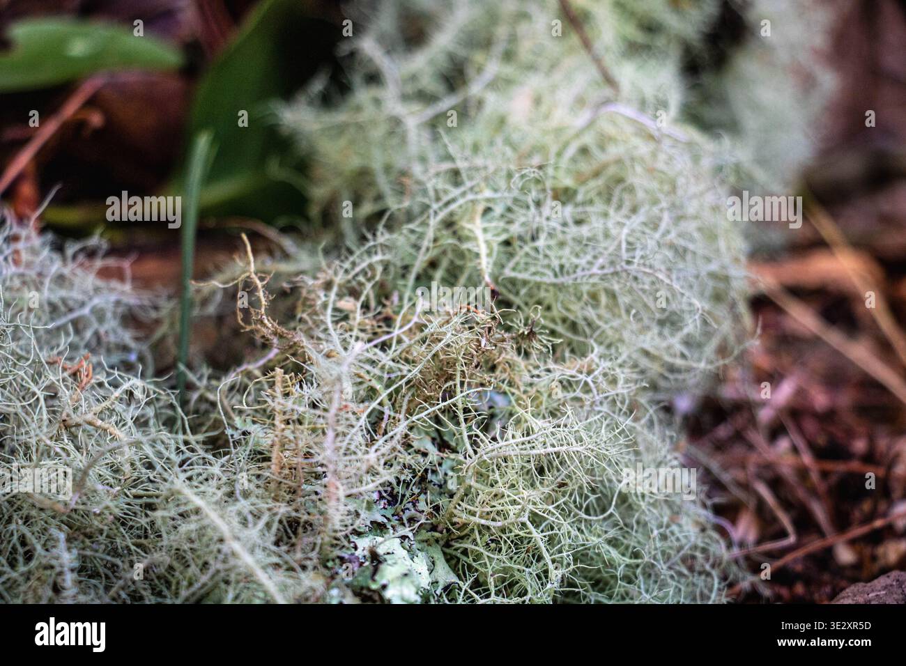 Usnea wasmuth, die irische Fruchtflechte Stockfoto
