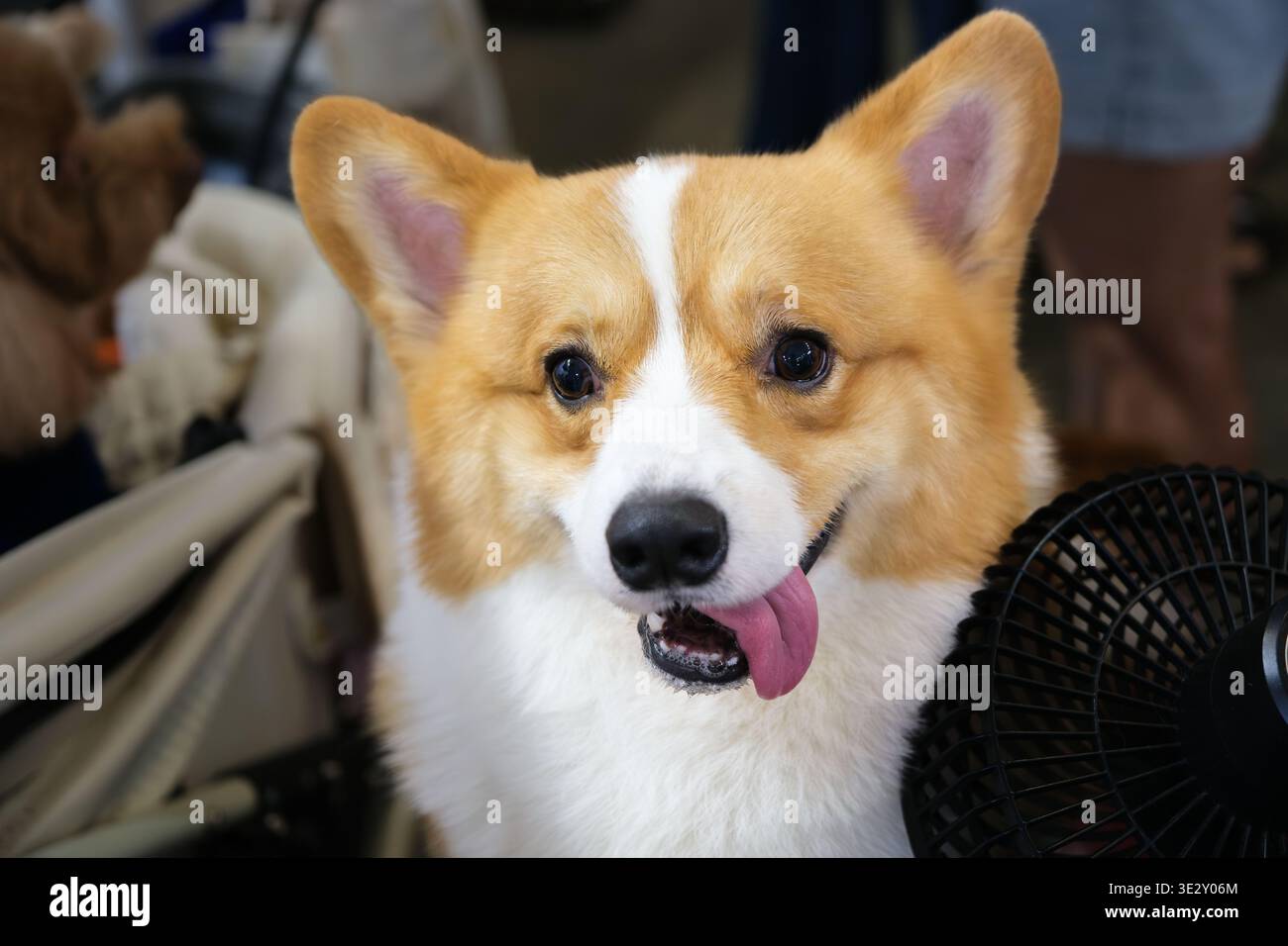 Walisischer Corgi-Hund drinnen, der mit wachsamem Ausdruck in die Kamera blickt. Kurze Beine und starkes Gesicht bilden ein klares Porträt einer beliebten Begleiterrasse. Stockfoto