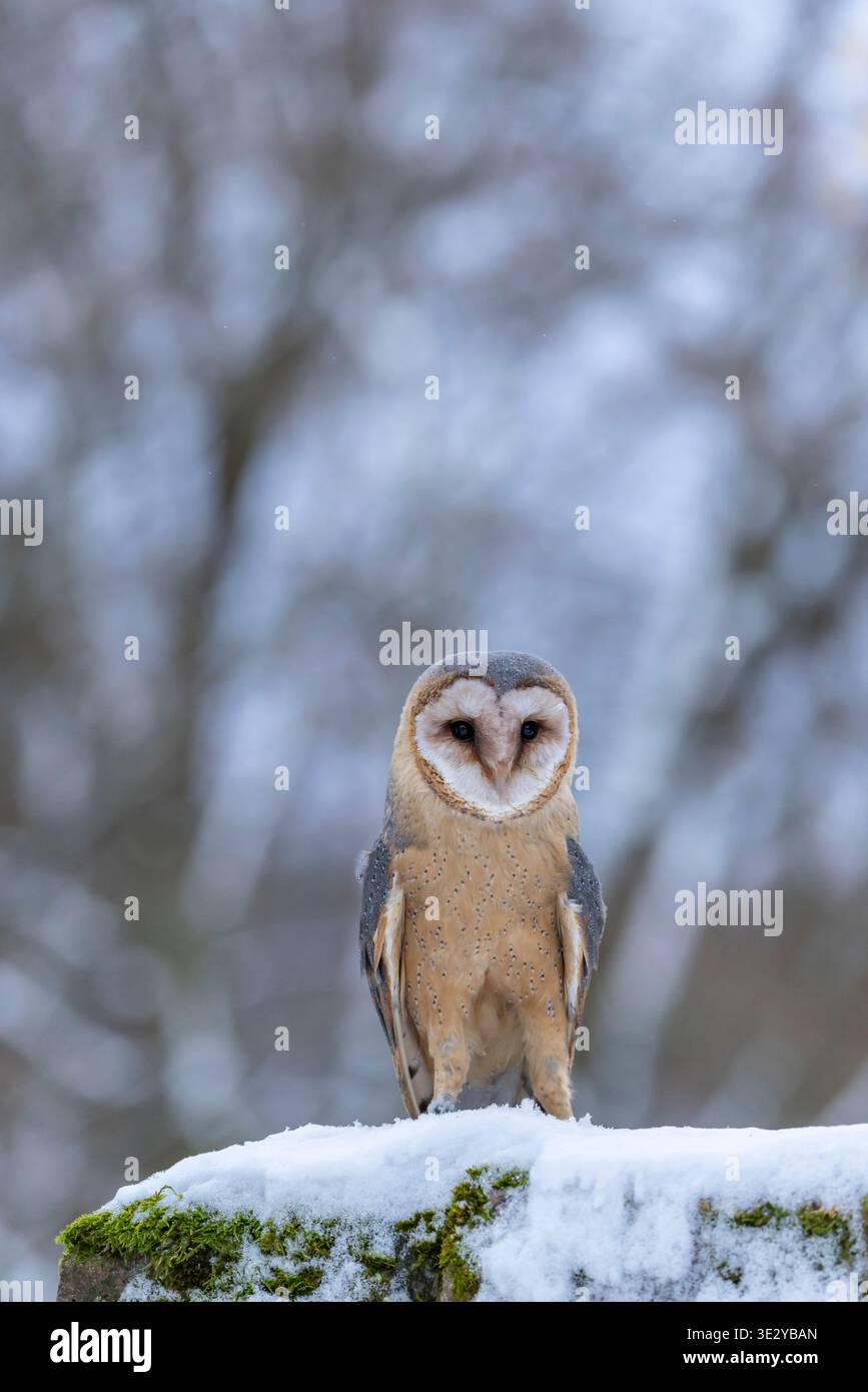 Scheuneneule, die auf einer moosigen, schneebedeckten Wand mit verschwommenem Winterhintergrund thront Stockfoto