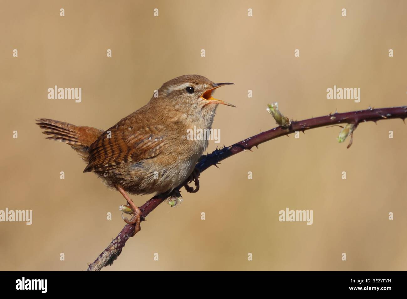 Wren, Troglodytes troglodytes, in vollem Lied, hockte auf einem Brombeerchen in der Sonne im Frühling. Norfolk, England. Stockfoto