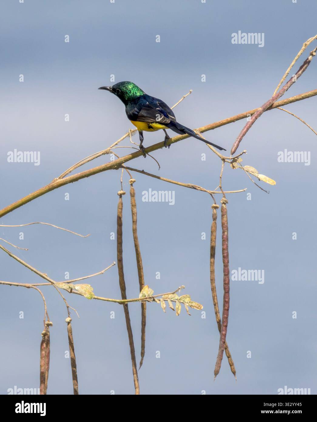 Männlicher Niltal-Sunbird (Hedydipna metallica), der in die Zuchtputzerei kommt, Nil River, Luxor, Ägypten Stockfoto