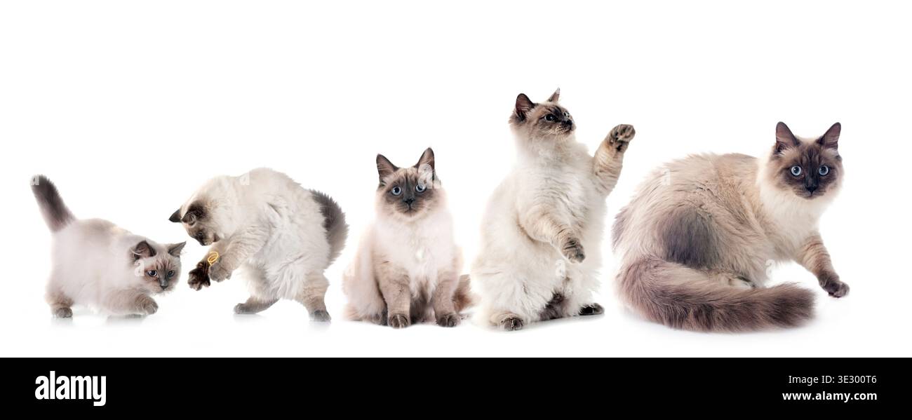 sibirische Katzen vor weißem Hintergrund Stockfoto