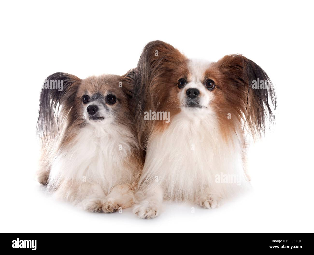 Papillon Hunde vor weißem Hintergrund Stockfoto