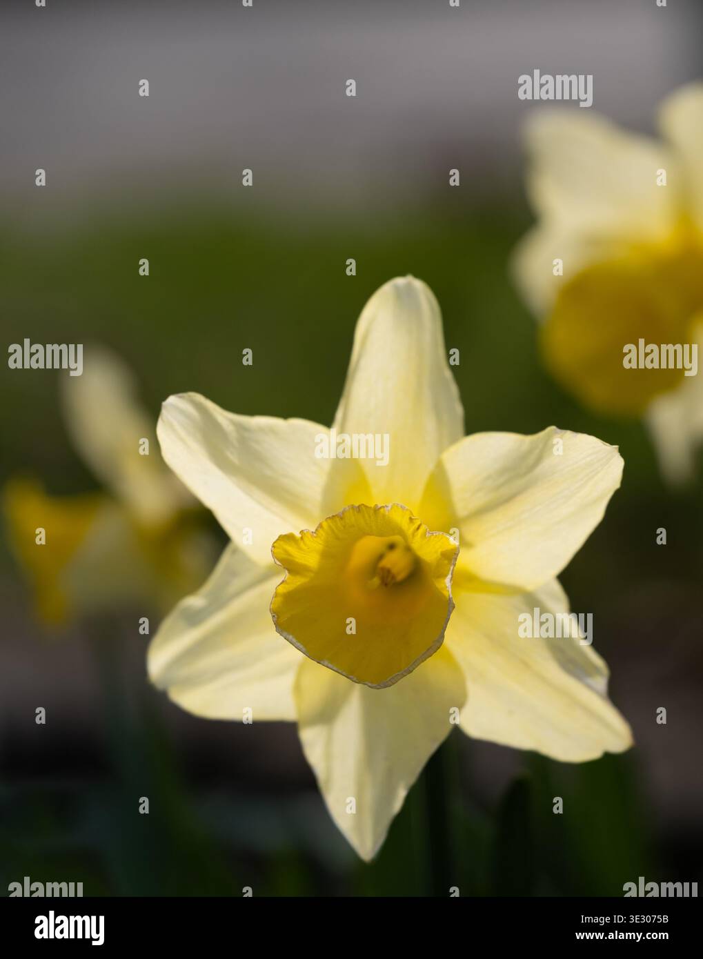 Englische FrühlingsNarzissen auf dem Dorfgrün in East Hanney, Oxfordshire Stockfoto