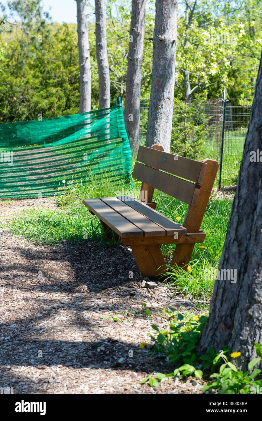 Holzbank im Park, umgeben von Bäumen und Grün, friedliche Outdoor-Szene mit Sonnenlicht und natürlicher Umgebung Stockfoto