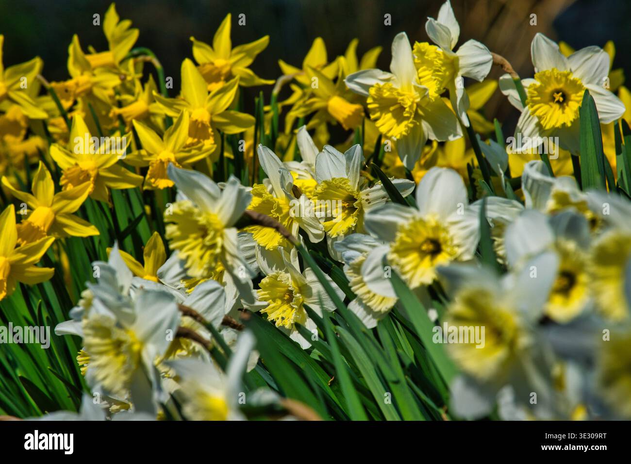 Gelb und weisse Narzissen *** gelbe und weiße Narzissen Stockfoto
