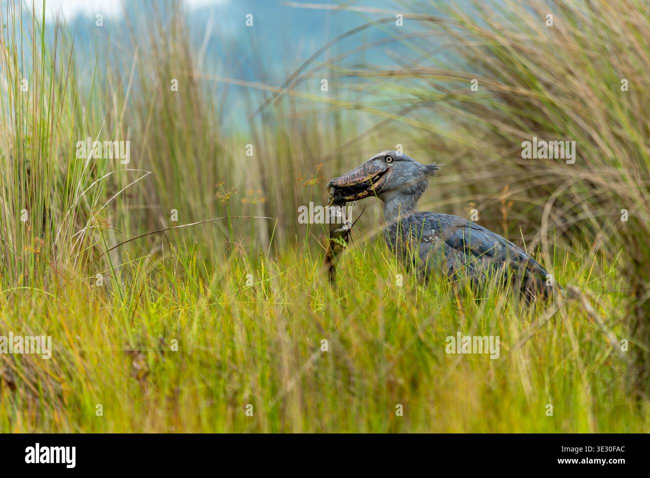 Shoebill Stork schluckt nach dem Fang im Mabamba Swamp, Uganda einen großen Wels Stockfoto