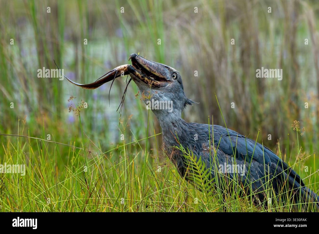 Shoebill Stork schluckt nach dem Fang im Mabamba Swamp, Uganda einen großen Wels Stockfoto
