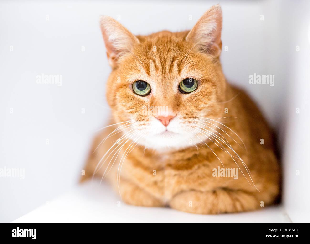 Eine orangene, tabby Kurzhaarkatze, die mit ihren Pfoten unter dem Körper liegt und mit einem traurigen oder mürrischen Ausdruck aussieht Stockfoto