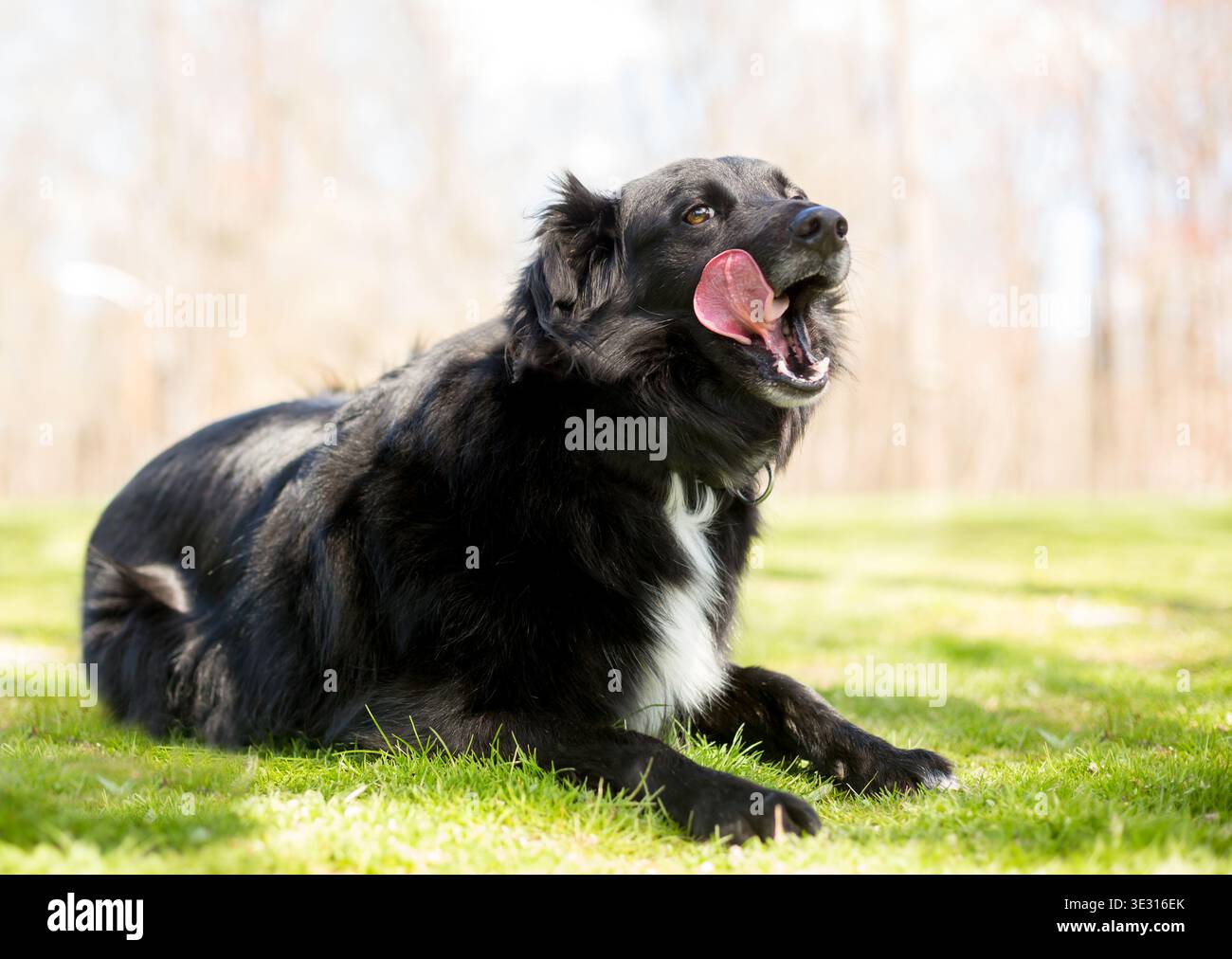 Ein gemischter Hund zeigt Anzeichen von Stress, indem er seine Lippen leckt und zur Seite blickt Stockfoto