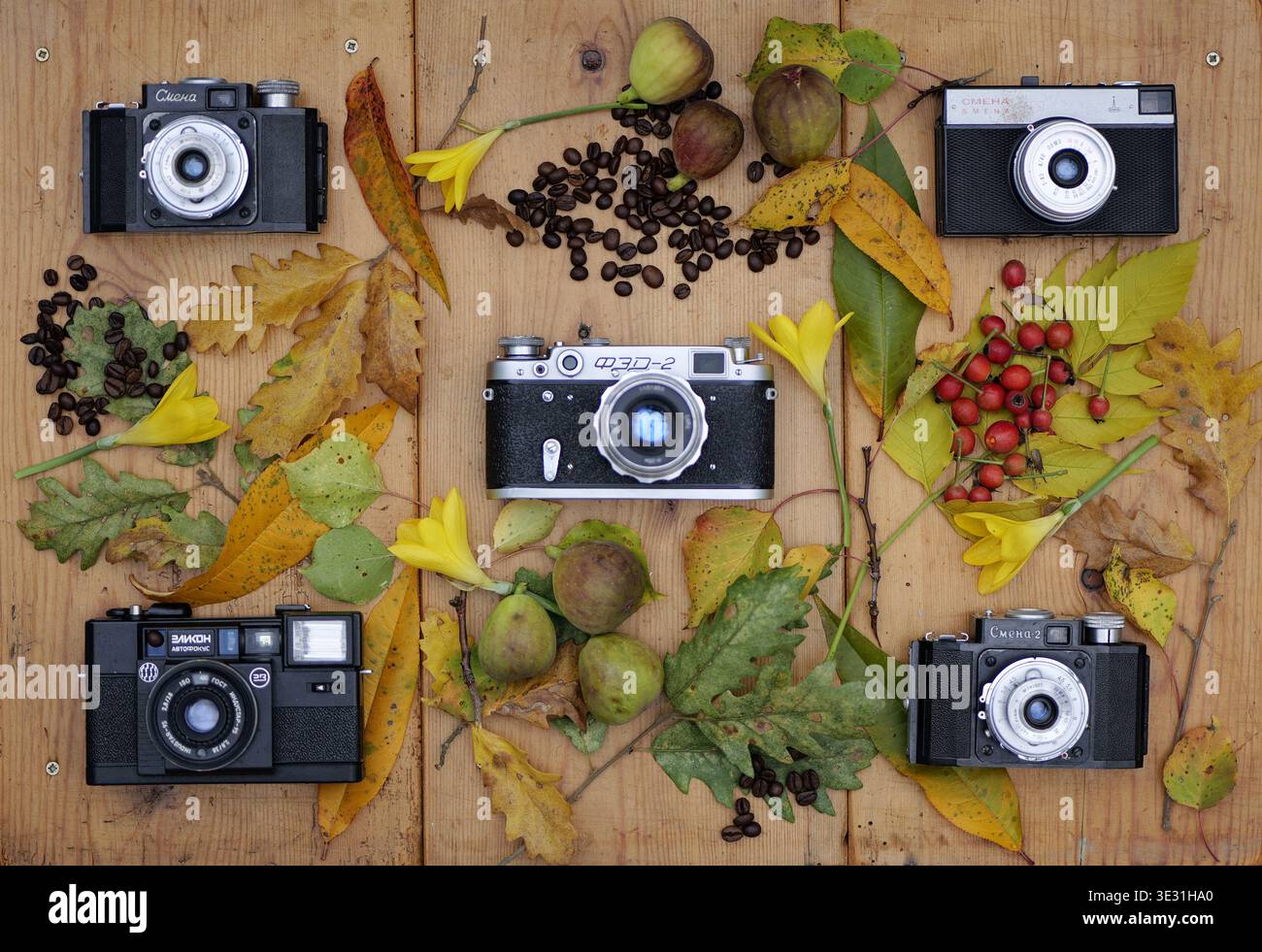 Blick von oben auf die Vintage-Filmkameras FED-2, Smena und Elikon Autofocus auf einem Holztisch mit Herbstblättern, gelben Blumen, Feigen, Hüftrosen, an Stockfoto