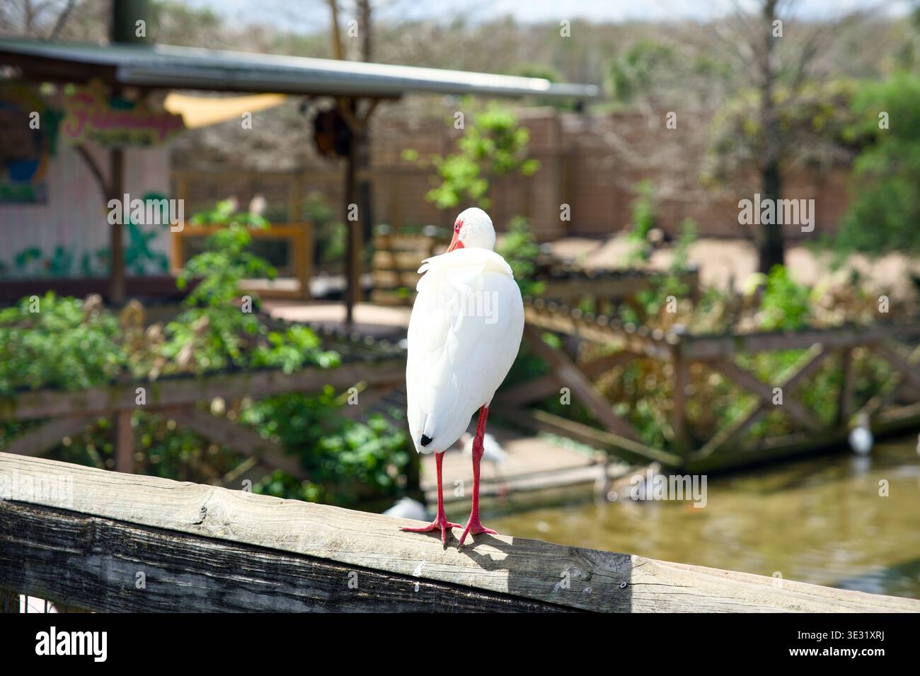 Weißer ibis Vogel auf Holzgeländer in der Nähe des Teichs im Tropenpark Stockfoto