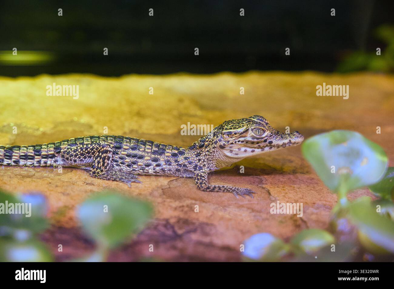 Baby-Alligator auf Felsen in der Nähe von Wasser im tropischen Lebensraum Stockfoto