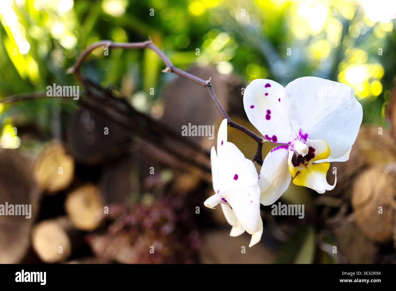 Nahaufnahme einer weißen Orchideenblume mit violetten Sprenkeln und einer gelben Mitte vor einem weichen, verschwommenen Gartenhintergrund Stockfoto