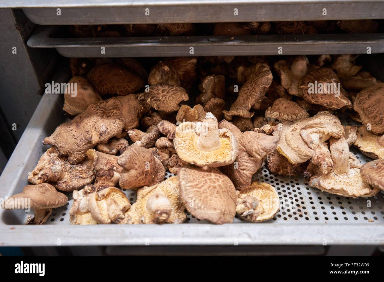 Die Bilder zeigen die Reise der Shiitake-Pilze, vom traditionellen Eichenholzanbau in einem Gewächshaus über die Ernte bis hin zur industriellen Trocknung. Stockfoto