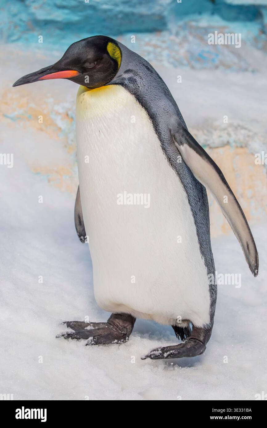 Der Königspinguin (Aptenodytes patagonicus) ist ein großer Pinguin, der für seine markanten orangefarbenen Markierungen und seine elegante aufrechte Haltung bekannt ist. Stockfoto