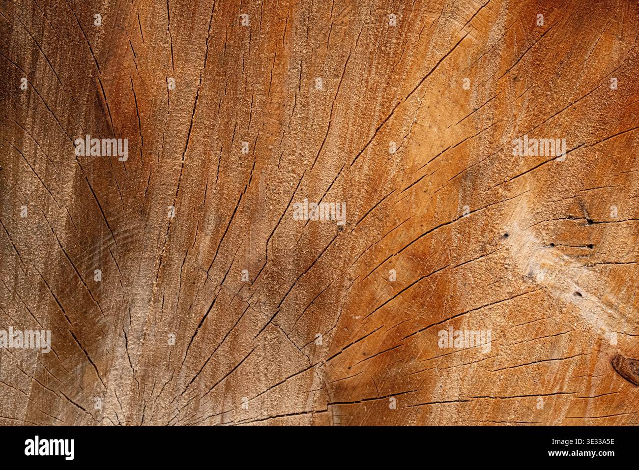 Nahaufnahme eines Baumstammquerschnitts, der natürliche Holzmaserung, Wachstumsringe und radiale Risse zeigt. Organischer Holzhintergrund mit warmem Braun bis Stockfoto