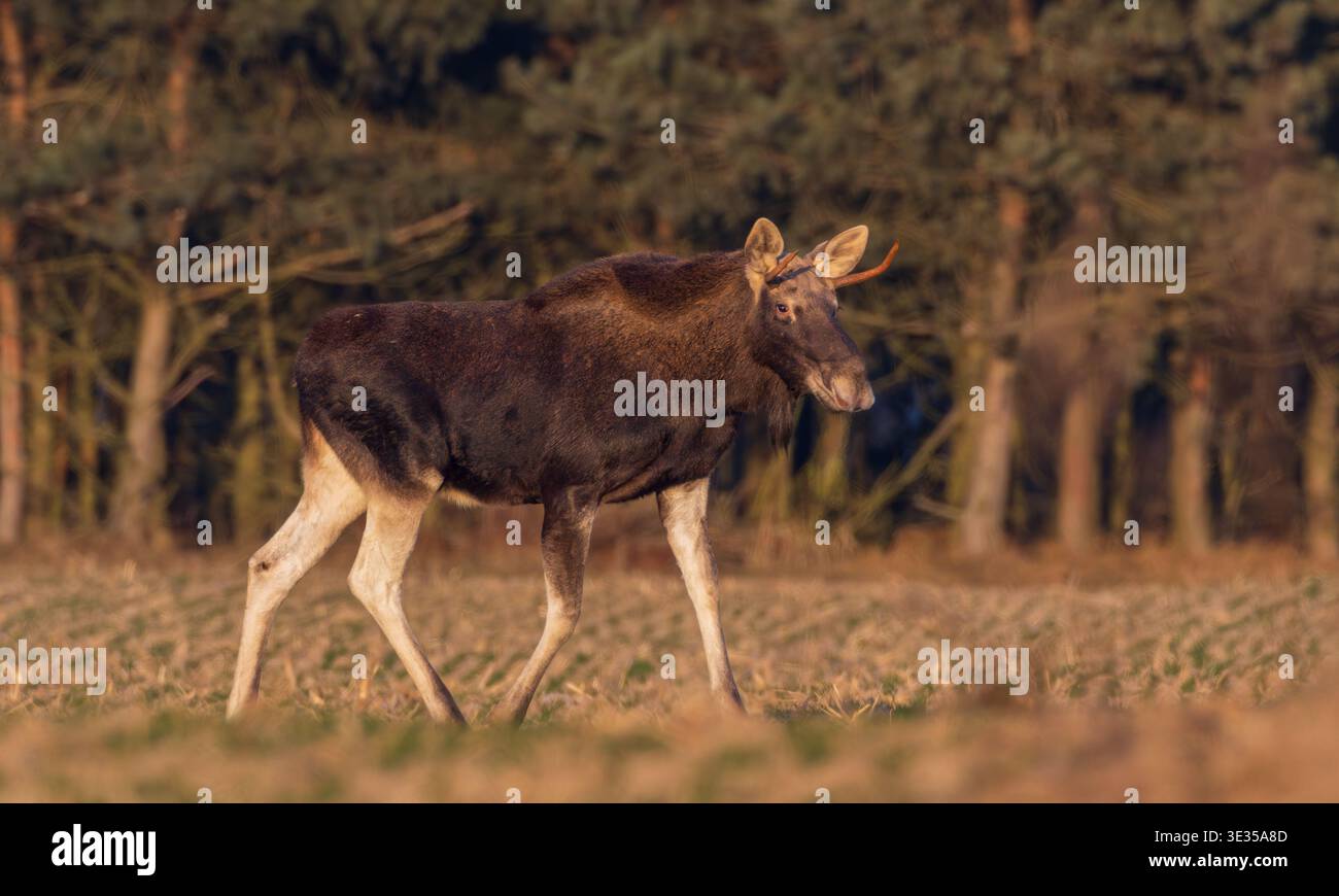 Junger Elchbulle (Alces alces), der während der goldenen Stunde durch ein landwirtschaftliches Feld mit Nadelwald im Hintergrund geht Stockfoto