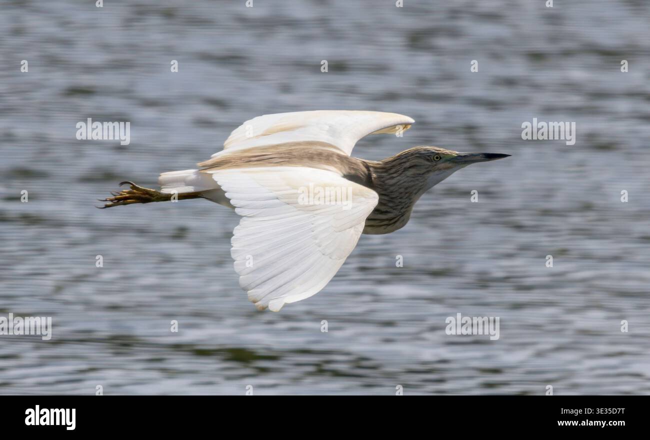 Squakreiher im Flug, Ardeola ralloides, Nil, Luxor, Ägypten Stockfoto