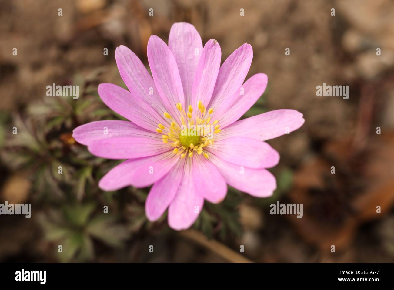 Makro einer rosa Balkananemone (Anemone blanda), die im Frühlingsgarten blüht Stockfoto