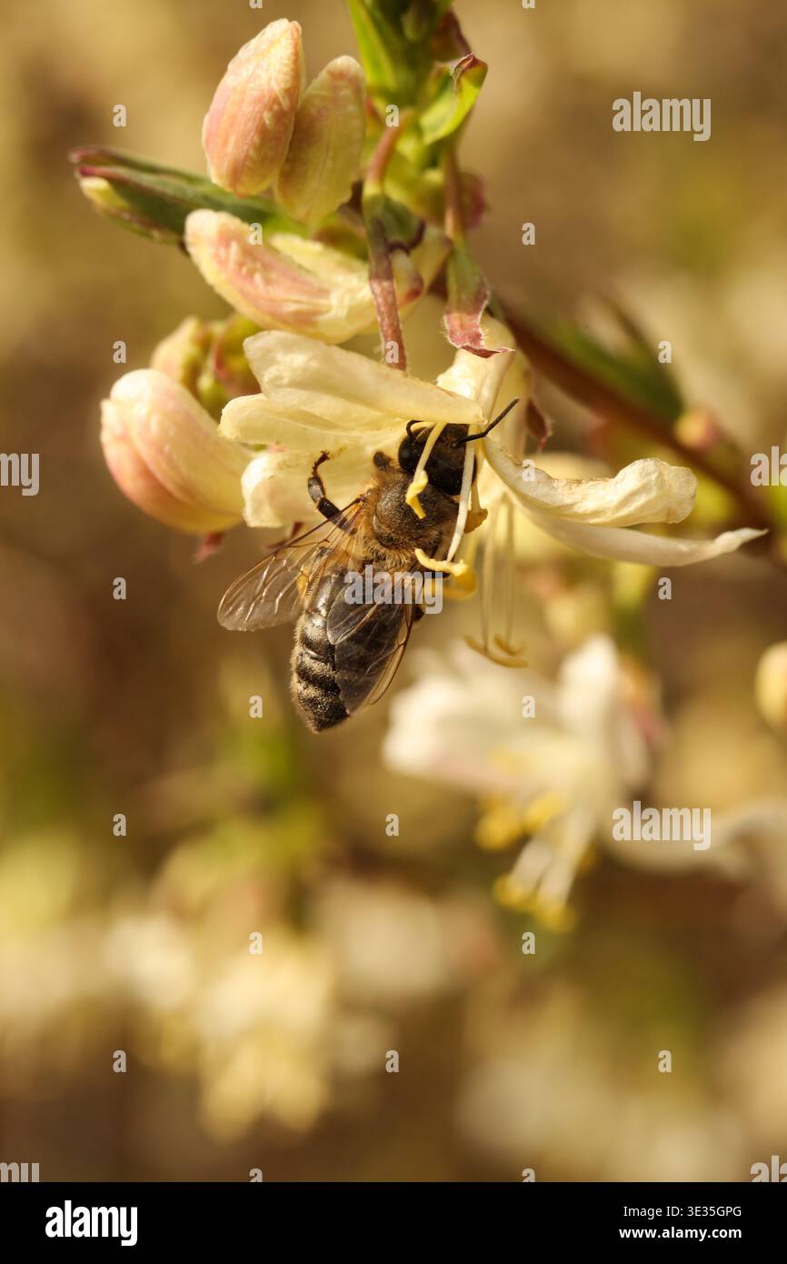 Frühfrühlingsbestäuber: Honigbiene an duftenden Wintergeißblatt-Blüten. Stockfoto