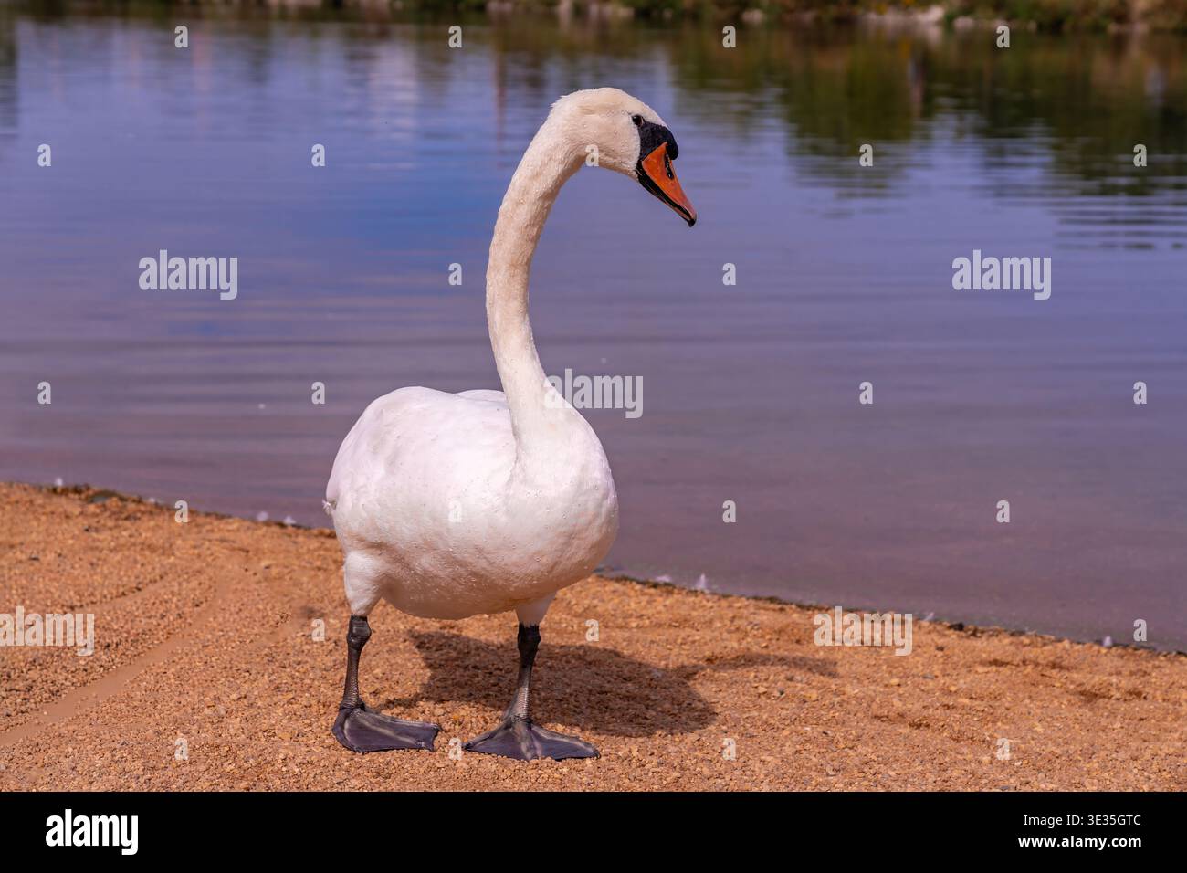Schwan, der auf die Kamera am Ufer zugeht, absichtlicher Schritt, scharfe Schnabeldetails, Vordergrundfokus mit verschwommenem See und Bäumen im Hintergrund Stockfoto