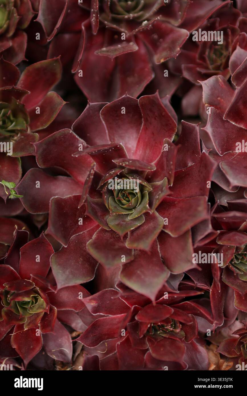 Detail eines Sumpervivums im Garten im Frühjahr. Es sieht schön aus Stockfoto
