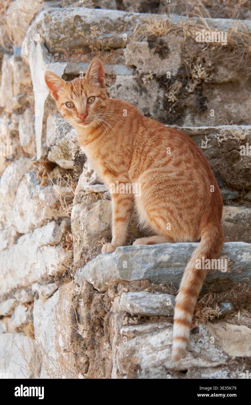 Hauskatze, rot tabby, auf einer alten Steintreppe, Kykladen, Katze, rot tabby, auf alten Steintreppen, Kykladen Stockfoto
